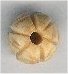 Round Bead - click here for large view