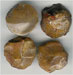 Camel  Half Round Agate Cabachon - click here for large view
