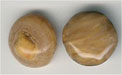Camel  Half Round Agate Cabachon - click here for large view