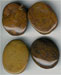 Camel Oval Agate Cabachon - click here for large view