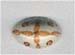 Ceramic Pendants - click here for large view